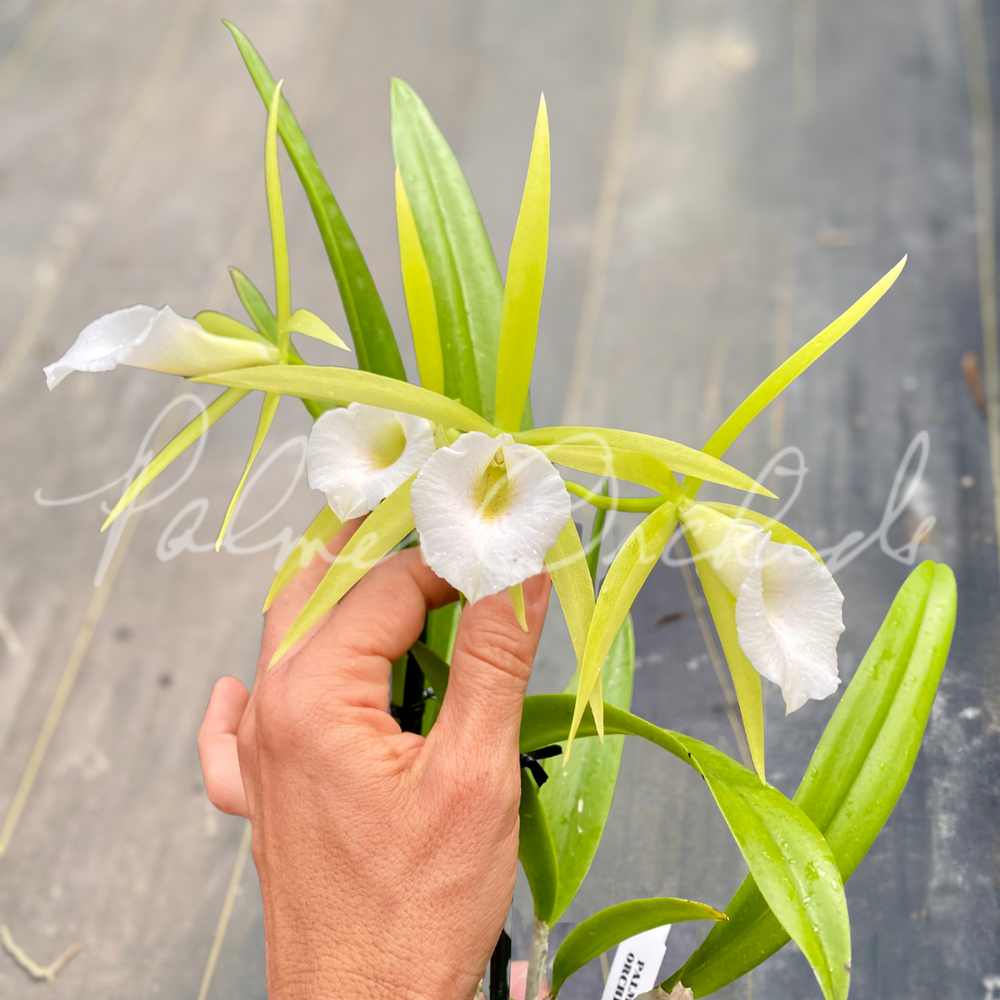 Pcv. Key Lime Stars — Palmer Orchids